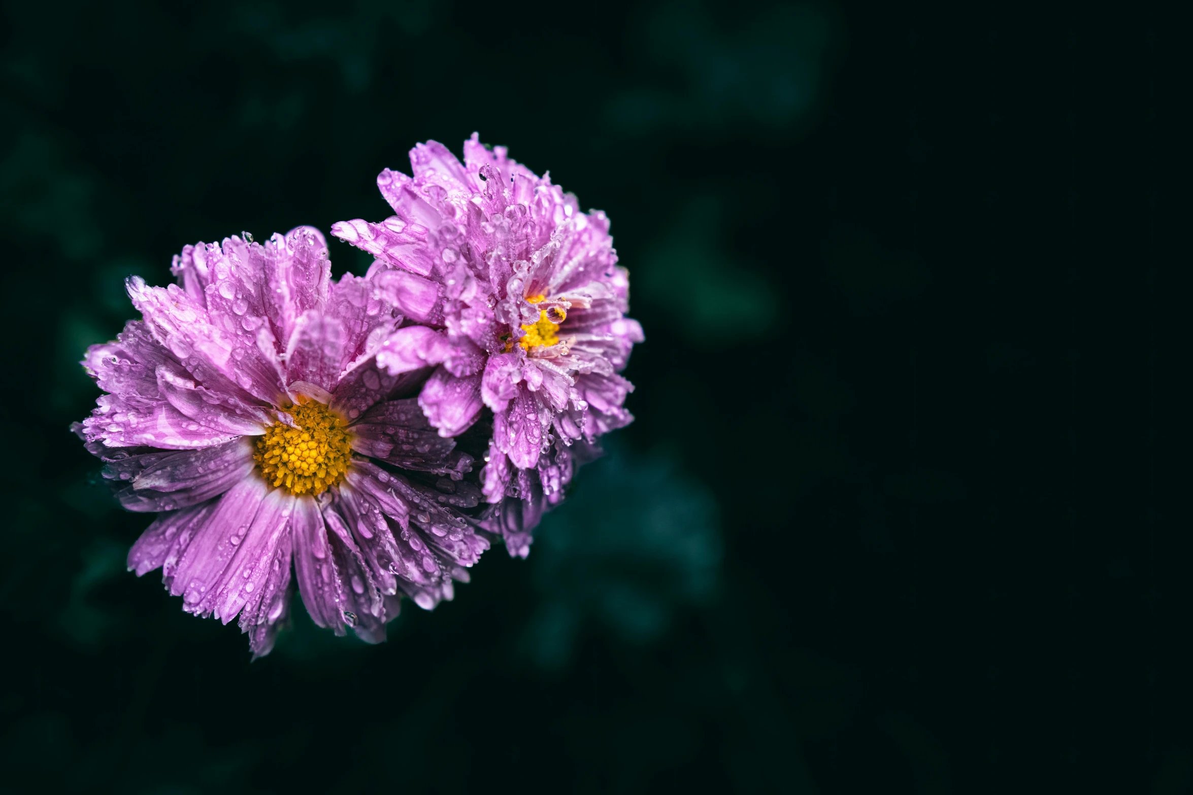 two flowers with water droplets on the top of them