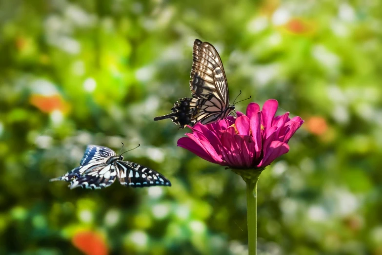 a group of two erflies sitting on top of a pink flower