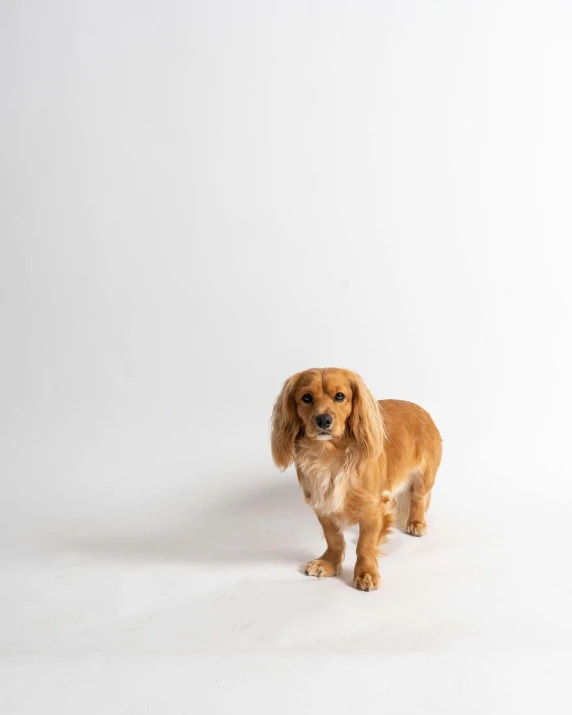 a long haired brown dog on a white background