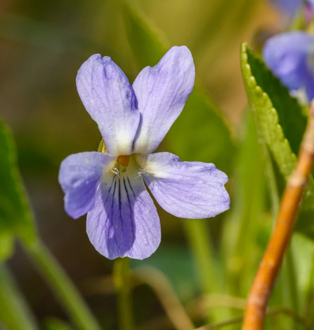 small purple flower with white centers growing from a leaf