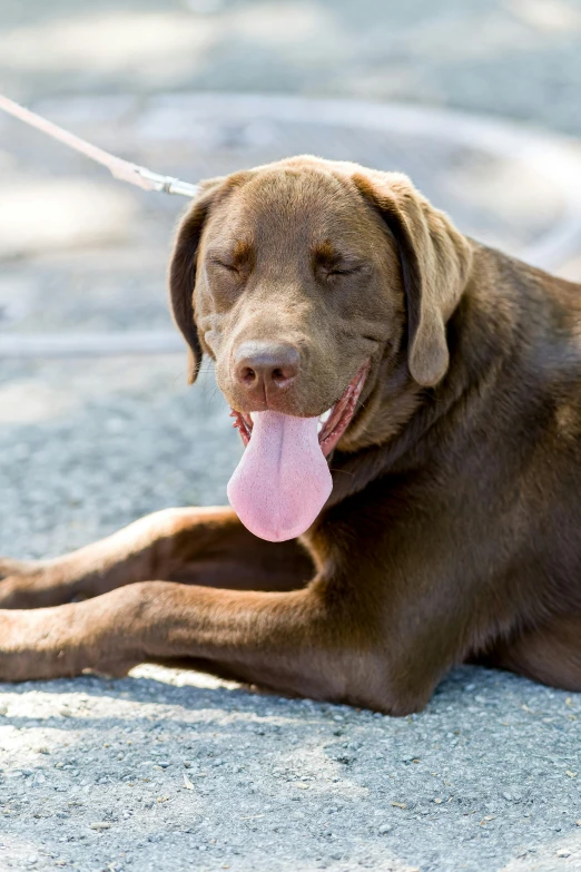 a dog with it's tongue out laying on the ground