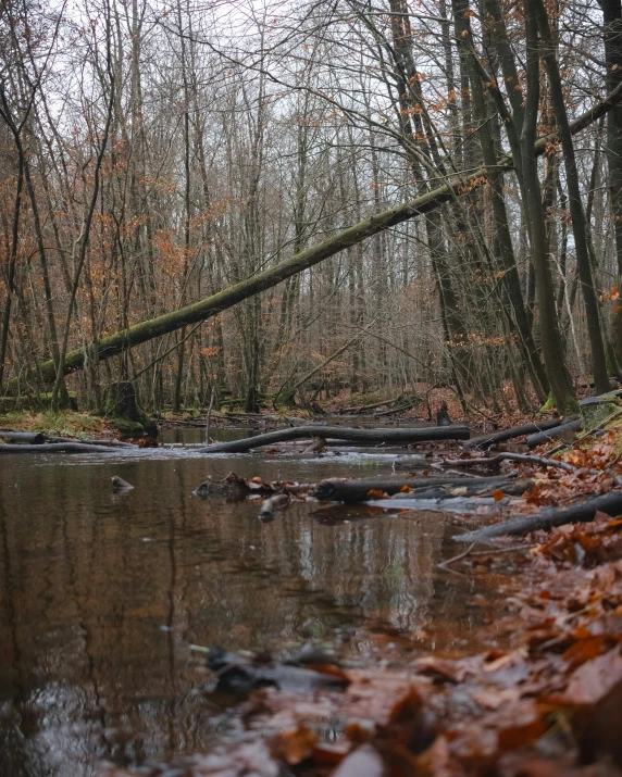 a man standing on the edge of a river with a fallen tree