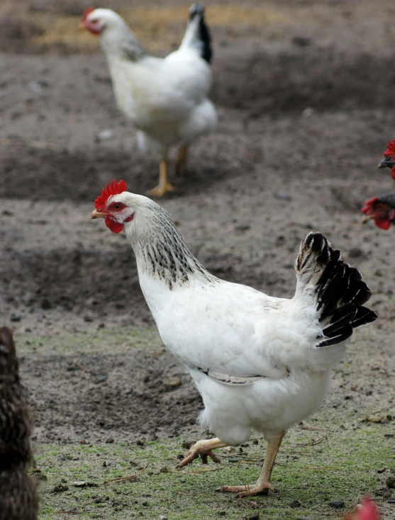 three chickens stand on a field with dirt