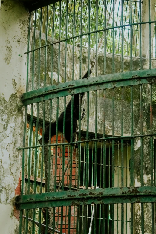 two bears are inside a cage at an outside zoo