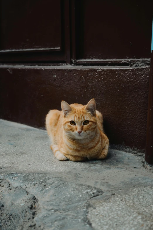 an orange cat is sitting next to a door