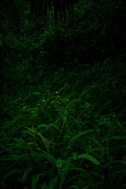 some lush green plants and trees in the woods