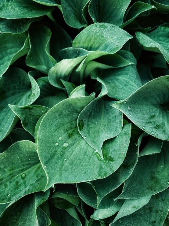 green foliage with drops of water sitting next to each other