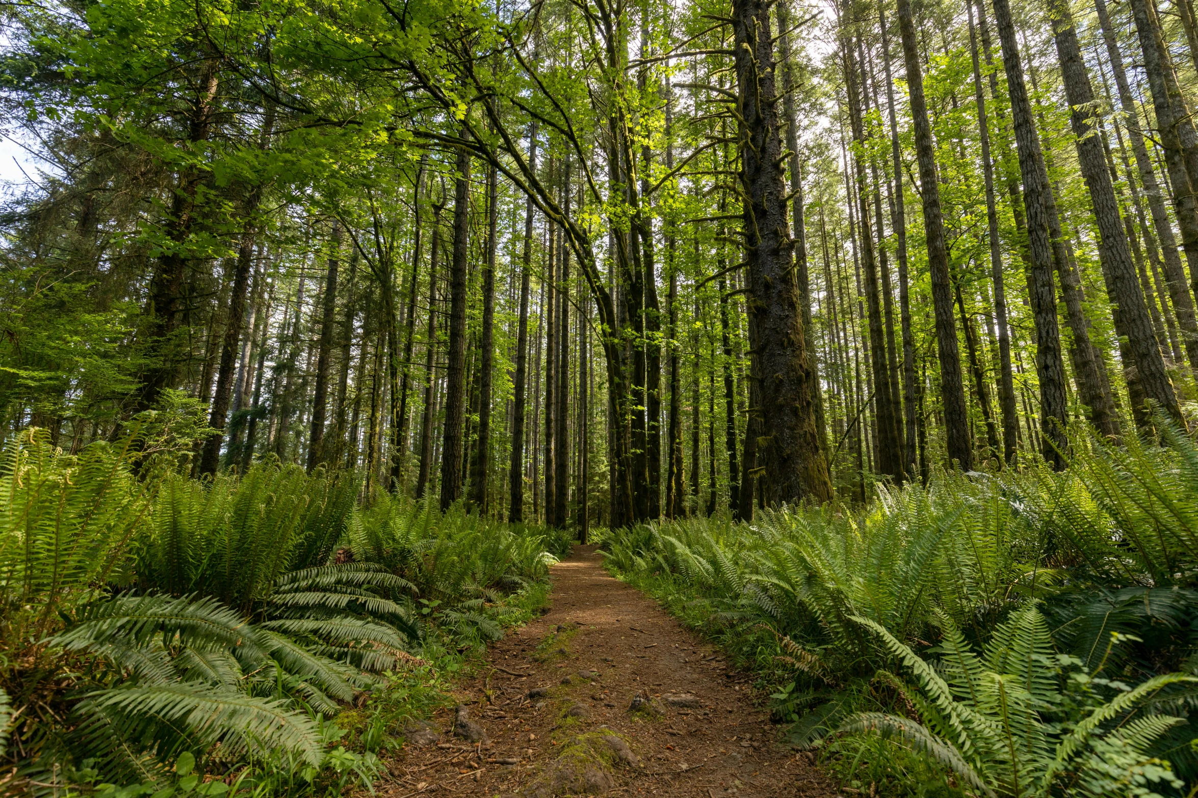 a trail in the woods that goes under the trees