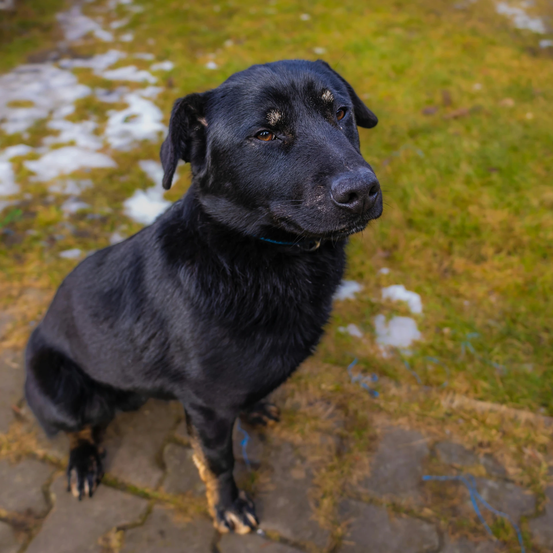 a dog sitting on a pavement looking into the camera