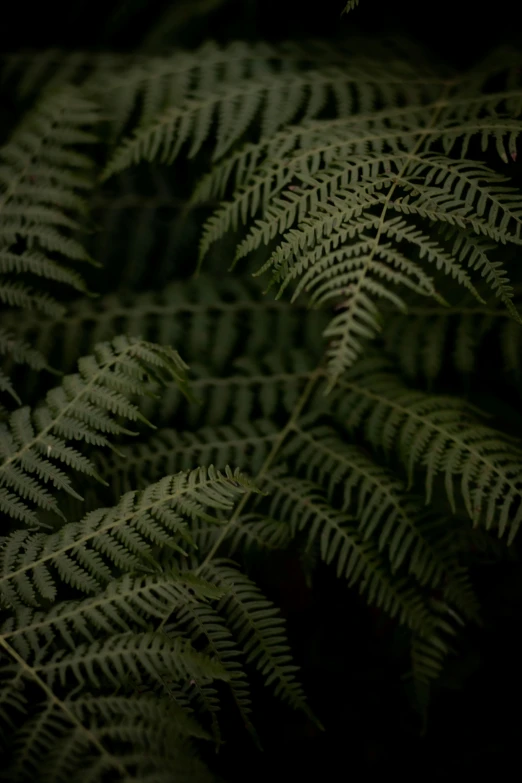 close up pograph of the leaves of the tree