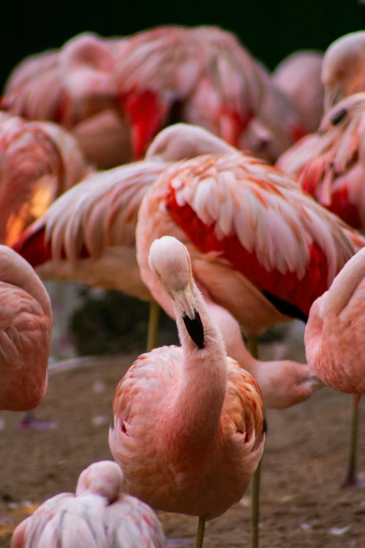 flamingos all dressed up and standing around with their beaks up
