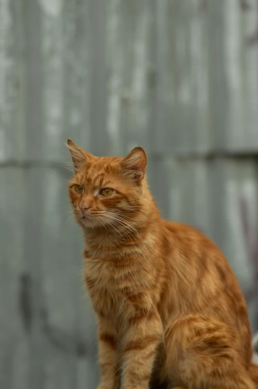 an orange cat sitting with his paw in the air