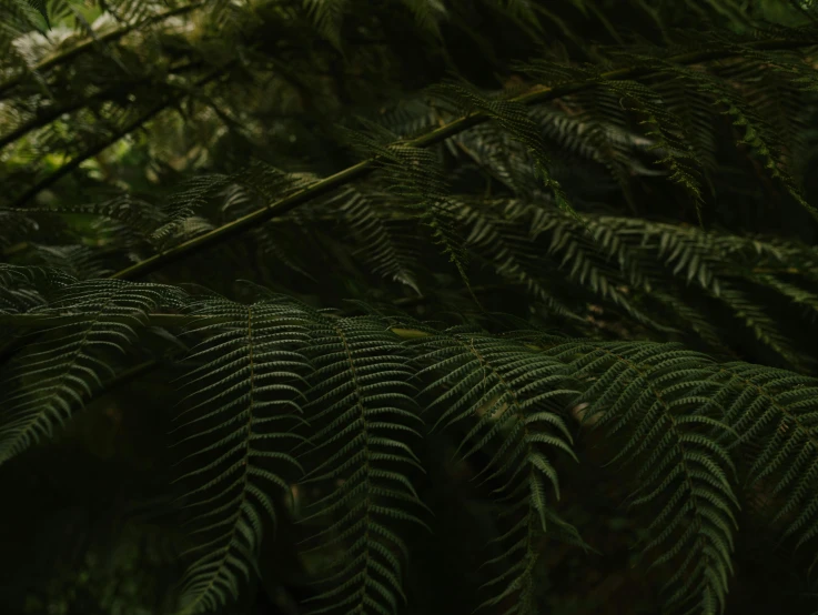 the green leaves on the tree are covered with moss