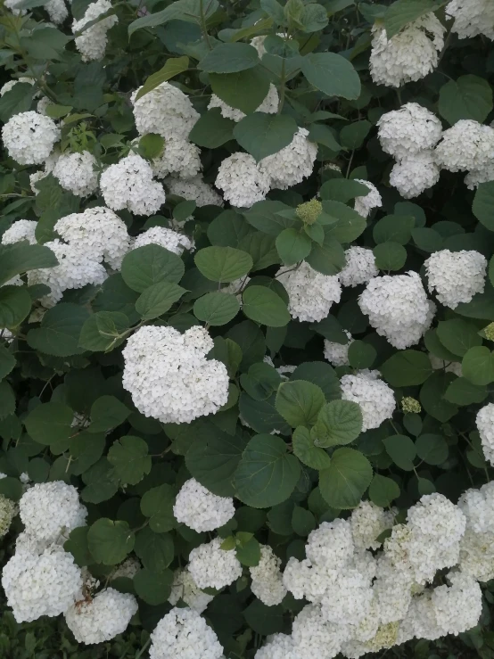 a bush with white flowers and green leaves