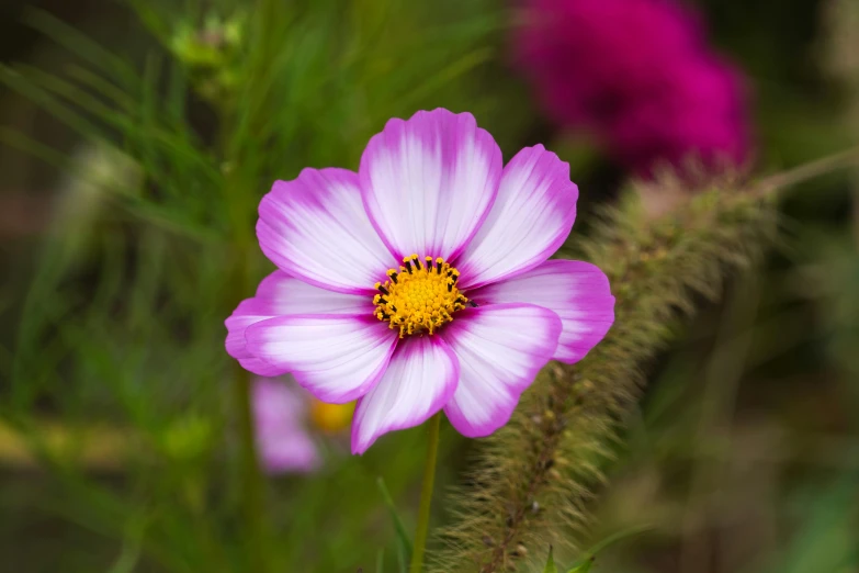 pink and yellow flowers in a green background