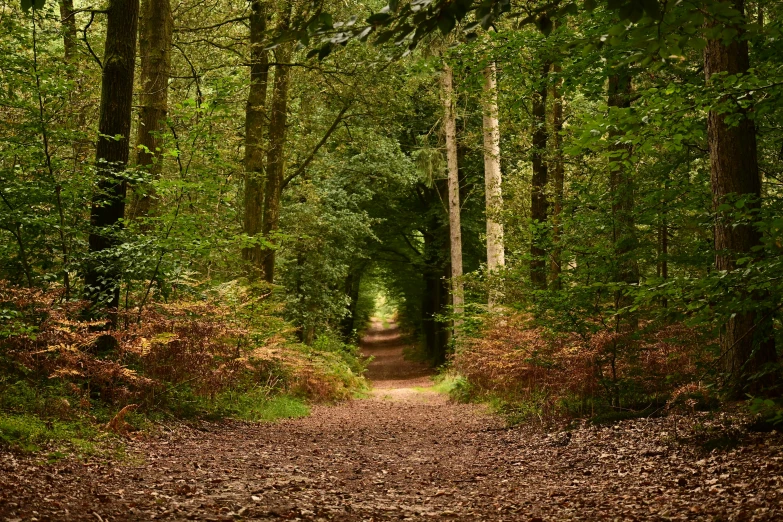 a dirt path through trees that is bordered by green grass