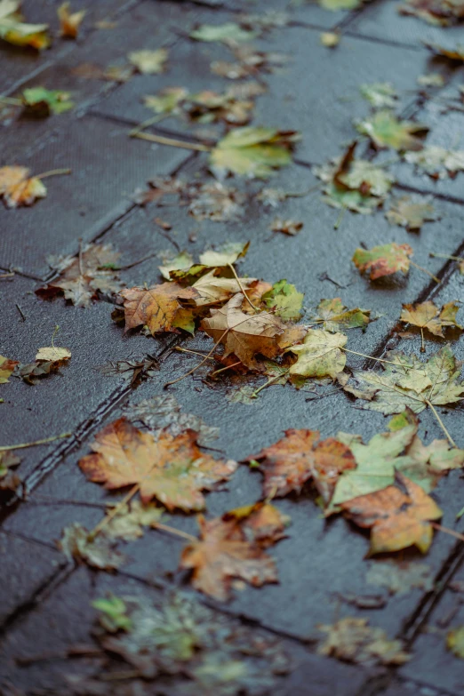 a wet sidewalk with leaves all over it