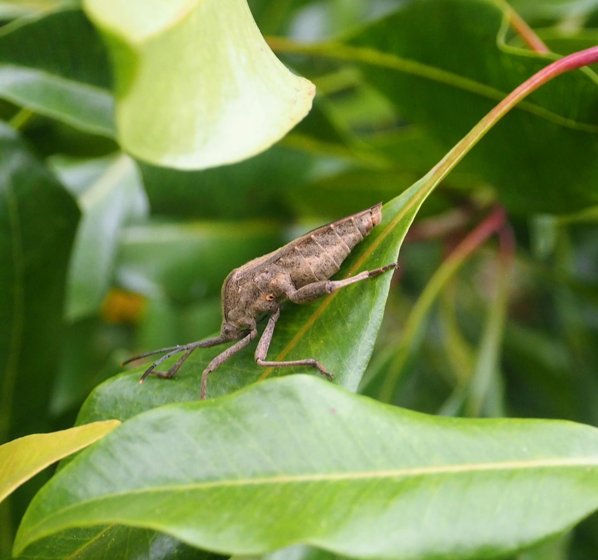 a very small, small, brown bug crawling in some leaves