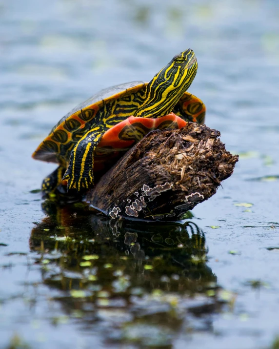 two red and yellow turtles are on top of a log