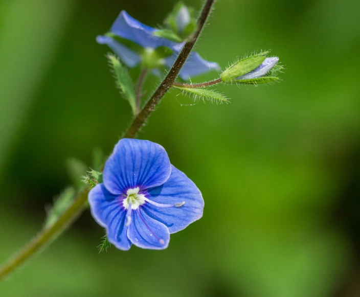 a little blue flower growing from a stalk