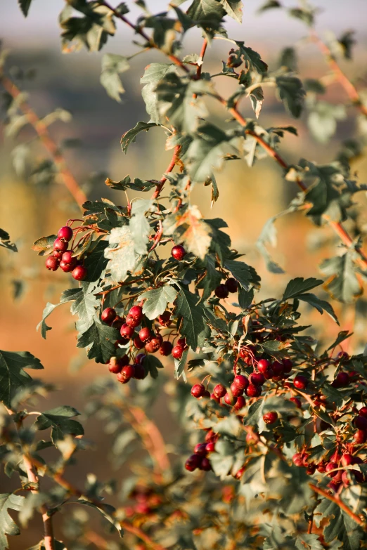 a bunch of red berries hanging from a tree