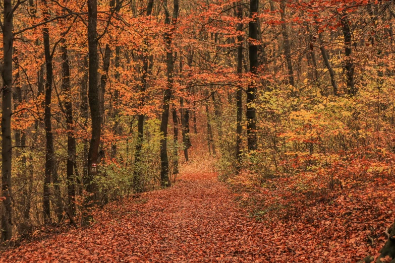 a long pathway in the woods covered with leaves