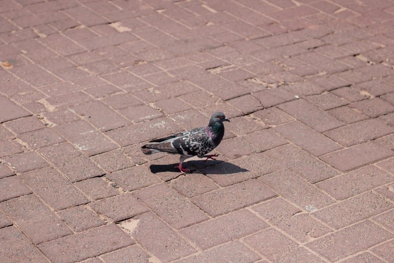 a pigeon is standing on the ground on the bricks