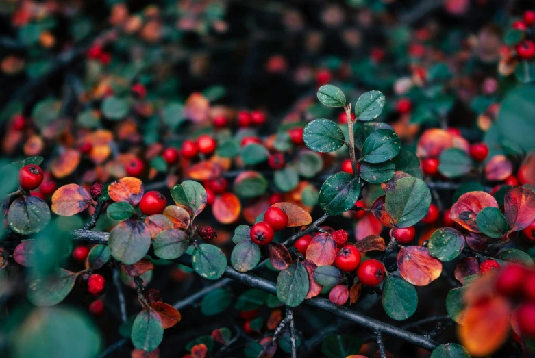 the nches with berries are covered in raindrops