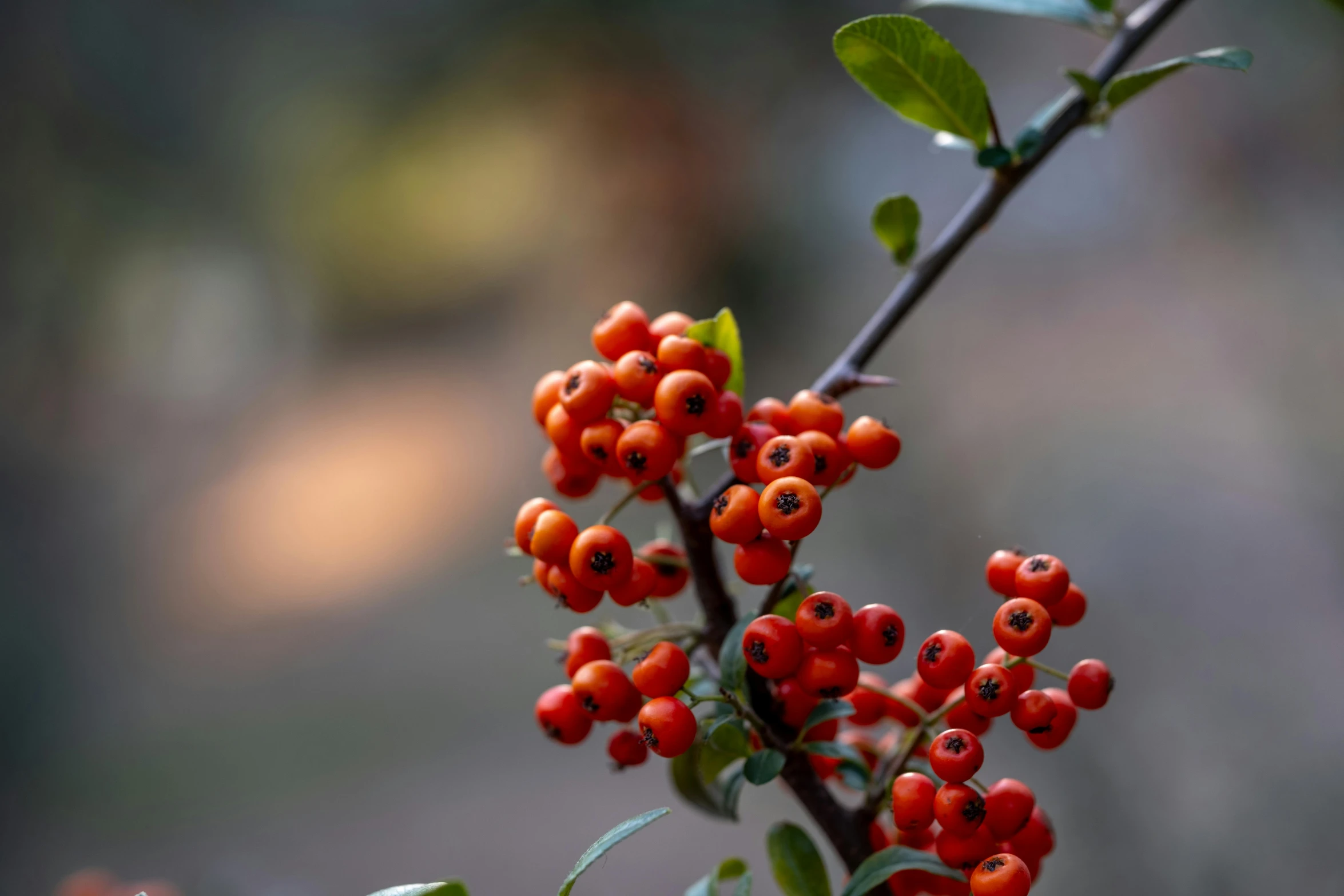 a cluster of berries on a nch on top of a nch