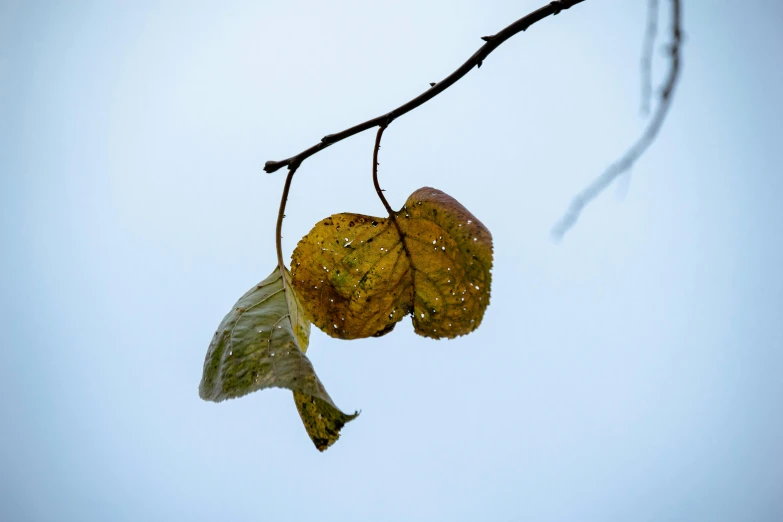 an autumn leaf rests on the nch of a tree