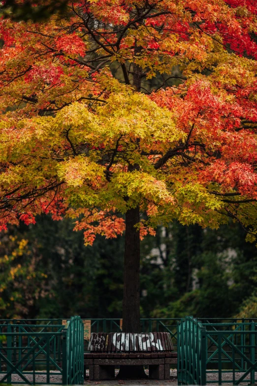 a bench in the middle of a park with a lot of colorful leaves