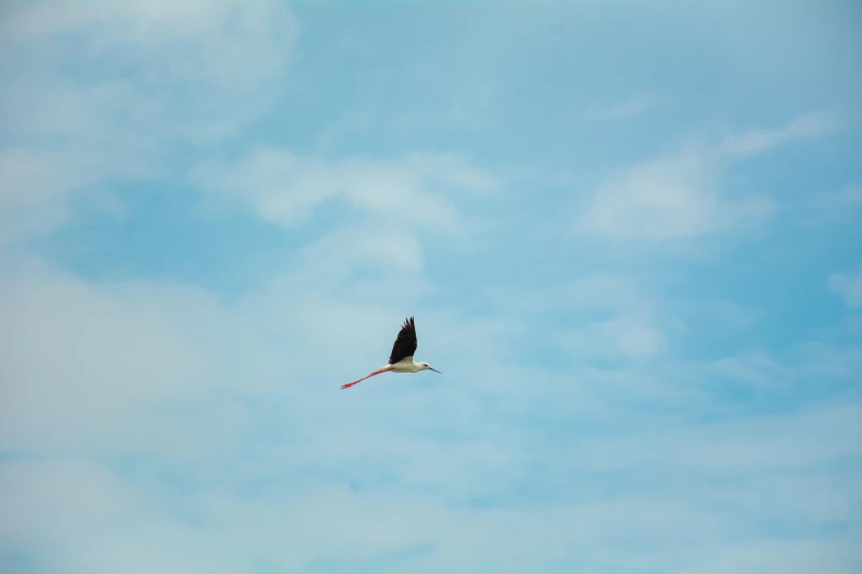 a bird flying high in the sky with clouds