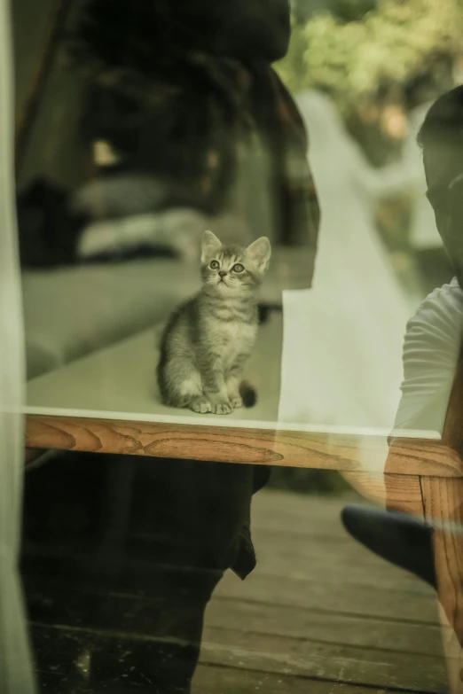 a kitten sitting on a table looking out of the window