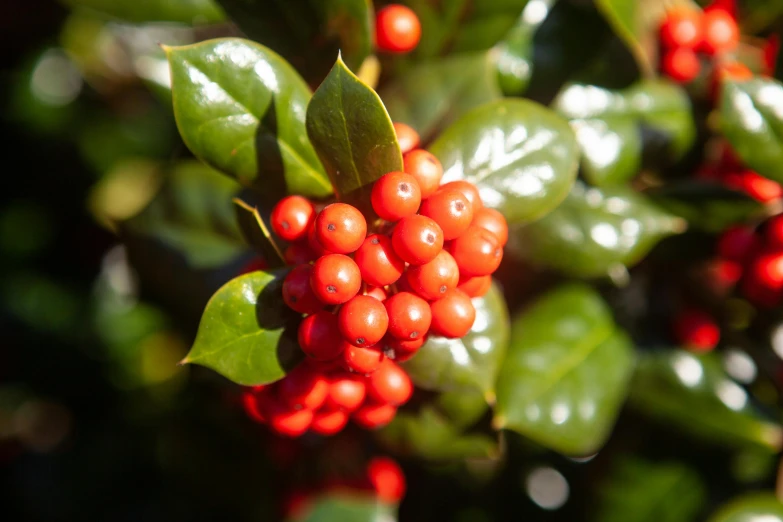 berries growing on the nch of a tree