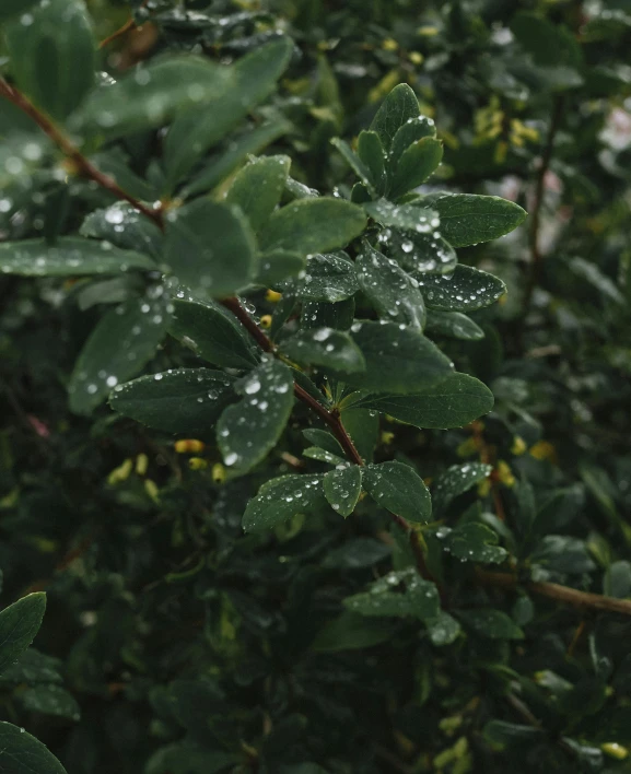 a tree nch covered in rain water drops