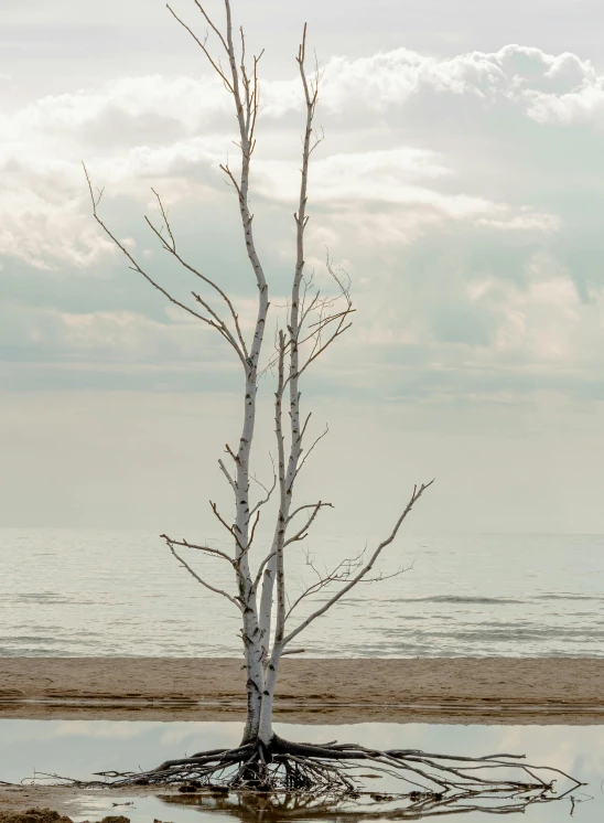 an empty tree with no leaves next to the water