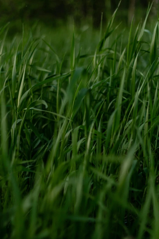 a black and white cat is hiding in a field