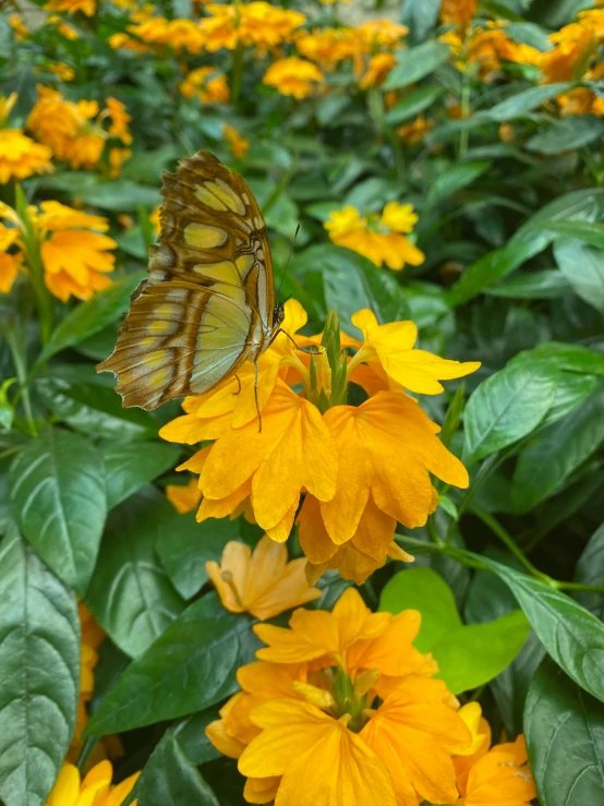 the erfly is sitting on the yellow flowers