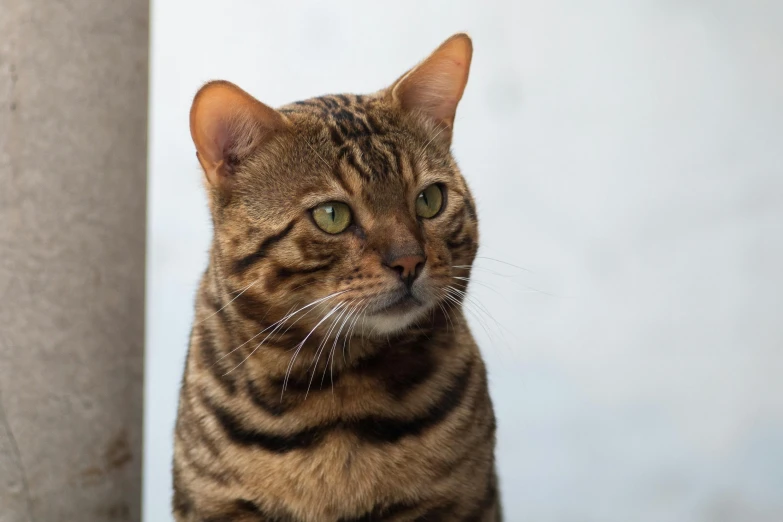 a close up of a cat with an unusual look