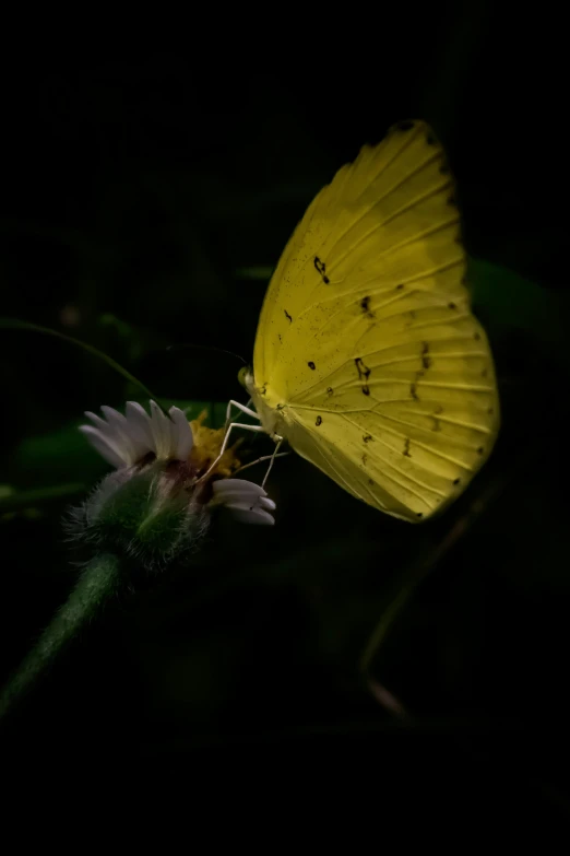 a yellow erfly sitting on top of a purple flower