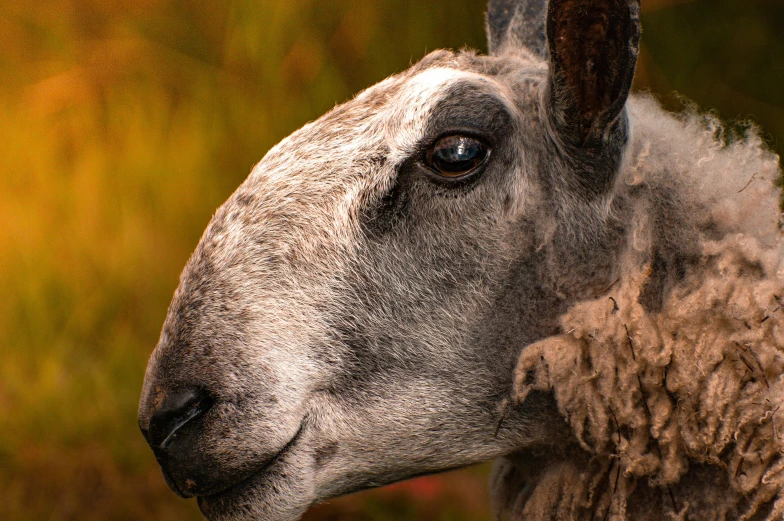 a sheep with a brown coat looking into the camera