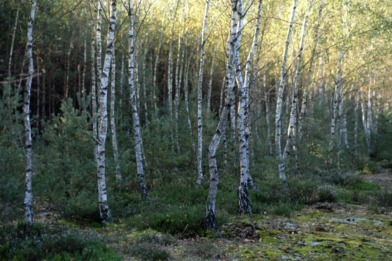 a forest full of birch trees next to a dirt road