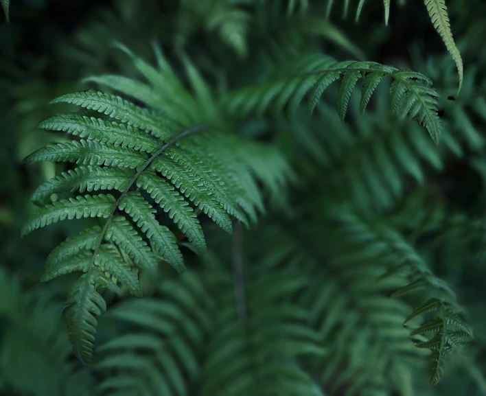 green plant leaves with green stems in the background