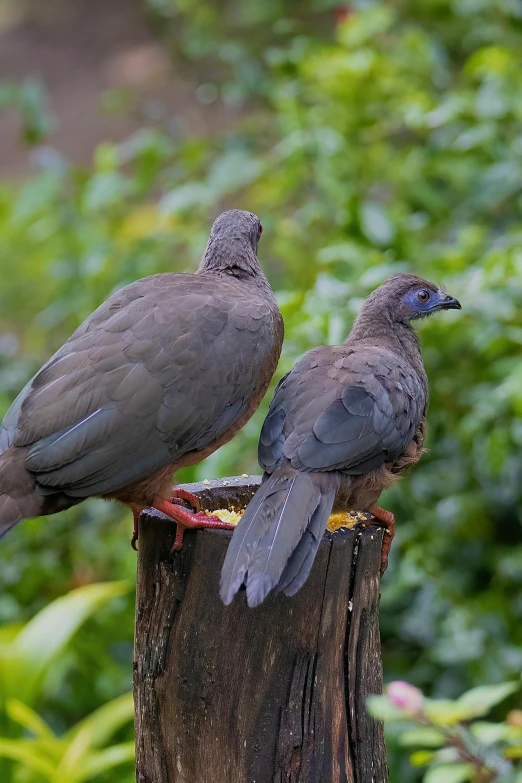 two birds that are perched on the top of a stump