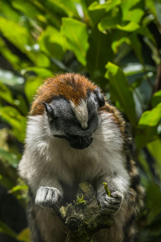 a brown and white monkey is perched on a nch