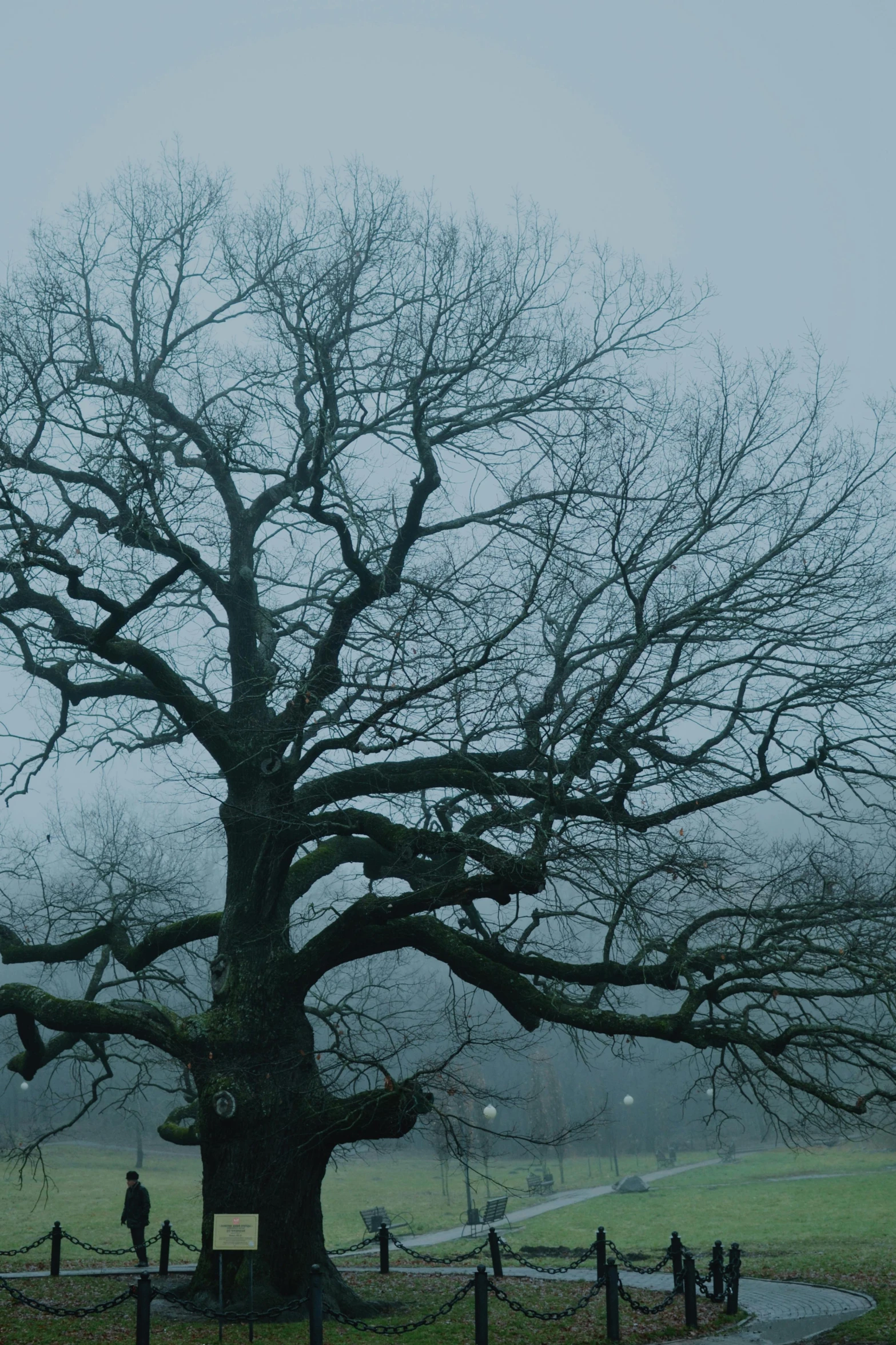 the people are gathered under the large tree in the field