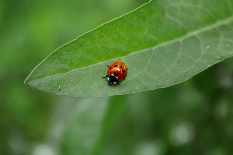 a lady bug sitting on top of a green leaf