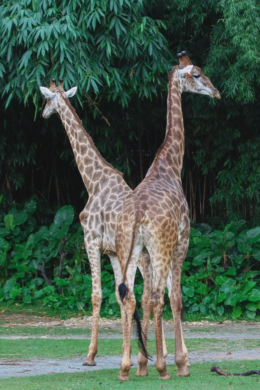 two giraffes in front of some trees and some shrubs