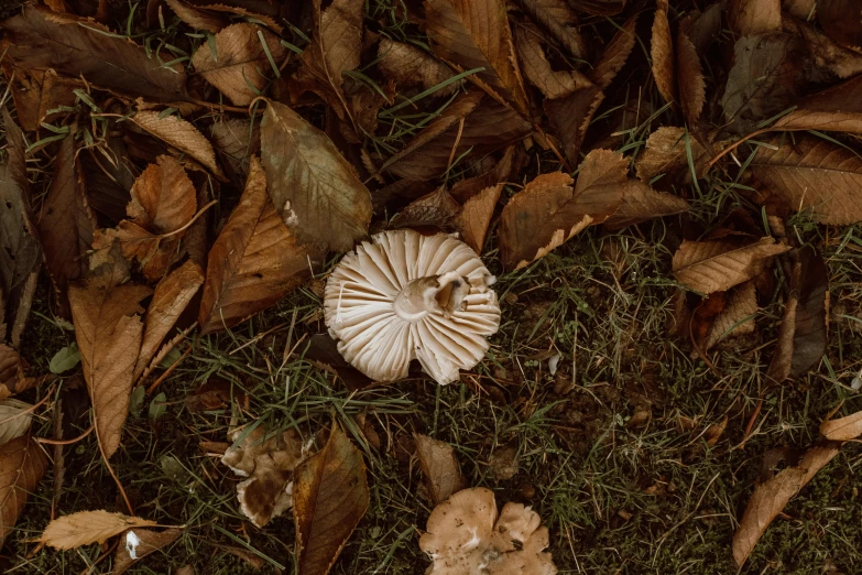 a close up of a mushroom on the ground