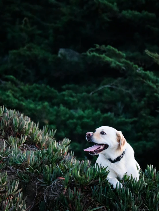 a dog that is laying in some grass